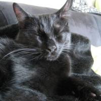 Photo #74005 de Kitty