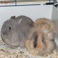 Photo #74233 de Choco