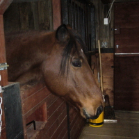 Photo #74293 de Chanda starlight