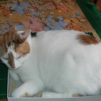 Photo #74395 de Chipie