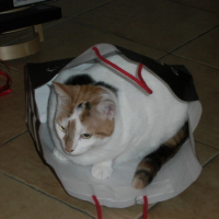 Photo #74407 de Chipie