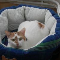 Photo #74413 de Chipie