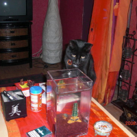 Photo #74515 de Baguera