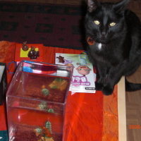 Photo #74527 de Baguera