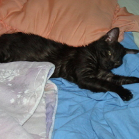 Photo #74593 de Toulouse