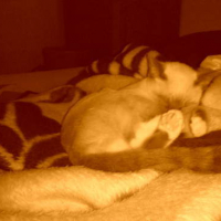 Photo #74959 de Gribouille