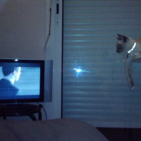 Photo #74965 de Gribouille