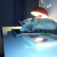 Photo #74971 de Gribouille