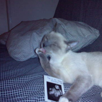 Photo #74977 de Gribouille