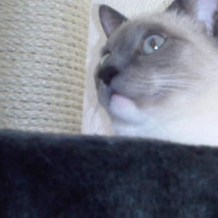 Photo #74995 de Gribouille