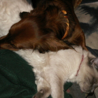 Photo #75259 de Pastis