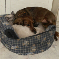 Photo #75265 de Pastis