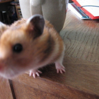 Photo #75757 de Maya
