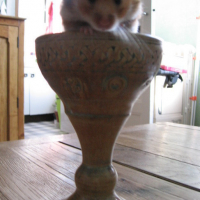 Photo #75769 de Maya