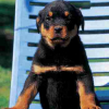 rottweiler_bb