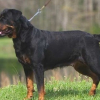 rottweiler_xena1