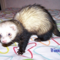 Photo #76219 de Winnie