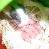 Photo #76333 de Milka