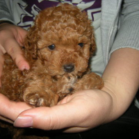 Photo #76375 de Ponko