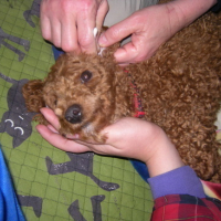 Photo #76381 de Ponko