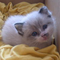 Photo #76423 de Chaussette