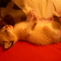 Photo #76429 de Chaussette