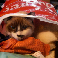 Photo #76441 de Chaussette
