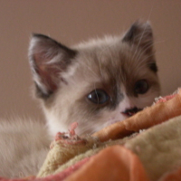 Photo #76447 de Chaussette