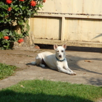 Photo #76849 de Snowie