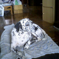 Photo #76939 de Jewel
