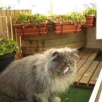Photo #77107 de Dafnée
