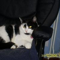 Photo #77485 de Simba