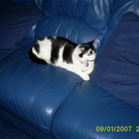 Photo #77491 de Simba
