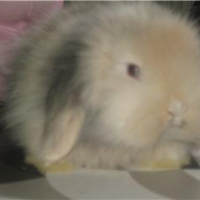 Photo #77689 de Nougat