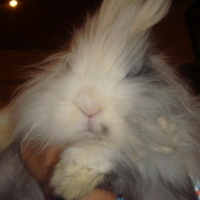 Photo #77713 de Nougat