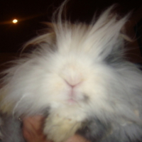 Photo #77719 de Nougat