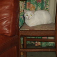 Photo #77863 de Mitsy