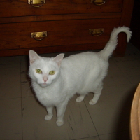 Photo #77947 de Mitsy