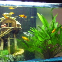 Photo #77971 de Des poissons 
