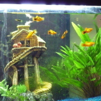 Photo #77977 de Des poissons 