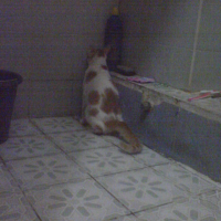Photo #77983 de Elvis