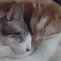 Photo #78007 de Slump