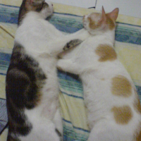 Photo #78019 de Slump