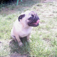 Photo #78175 de Puggy