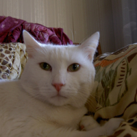 Photo #78559 de Casper