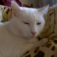 Photo #78577 de Casper