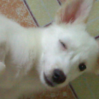 Photo #79087 de Tiny
