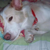 Photo #79345 de Charlie