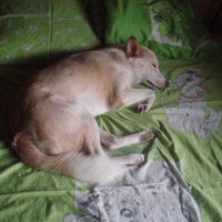 Photo #79387 de Charlie