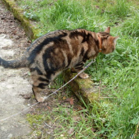 Photo #79435 de Bonnie